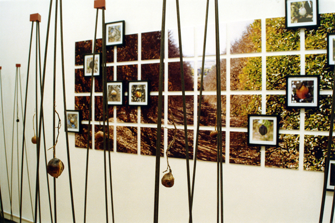 orange grove project